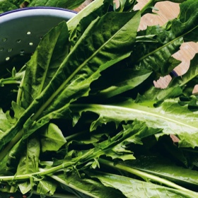 Wild Greens